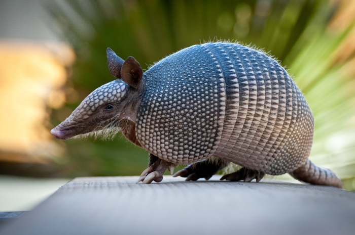 When studying armadillos infected with leprosy bacteria, the research team observed peculiar responses.