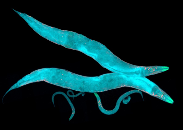 Microscopic nematodes and model animal organisms - Caenorhabditis elegans
