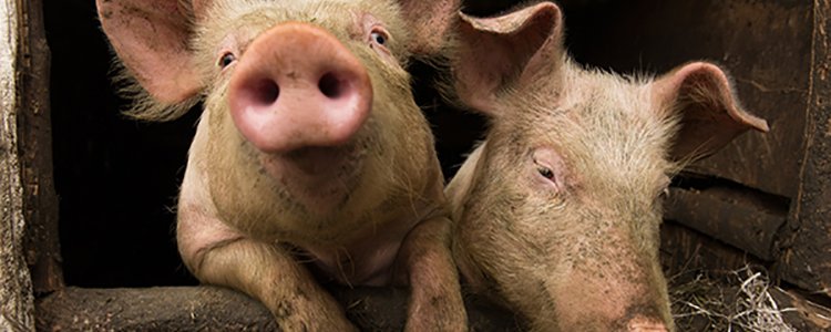 Pigs and Pancreas’ – using gene editing to grow human organs for transplant in pigs